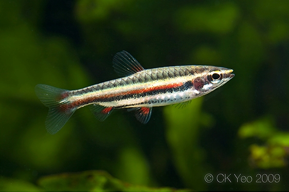 The elongated red stripe on the flank of this specimen indicates it to originate from the rio Negro, Brazil.