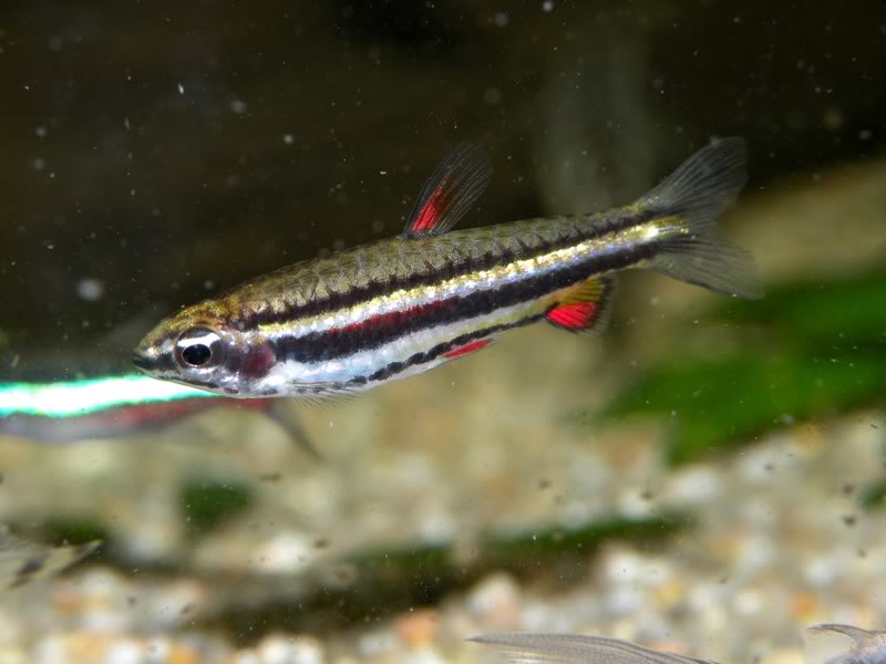 Another individual from Guyana or Suriname, with a short red stripe on each flank.