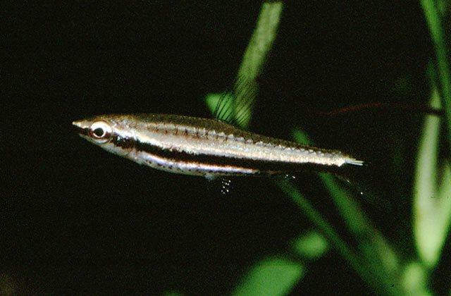 ...but is sometimes exported as bycatch among shipments of the cardinal tetra, Paracheirodon axelrodi, and other species.