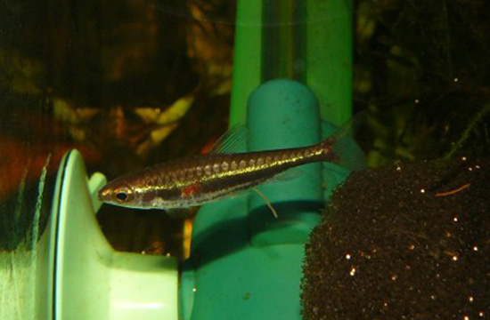 Like other Nannostomus spp. N. minimus should be maintained in a group.