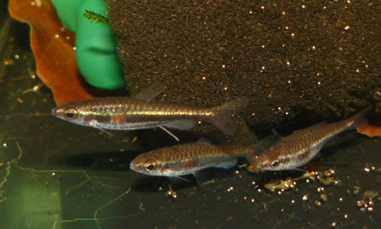 This species has a characteristic red patch on each flank where the oblique bar displayed at night crosses the main lateral body stripe.