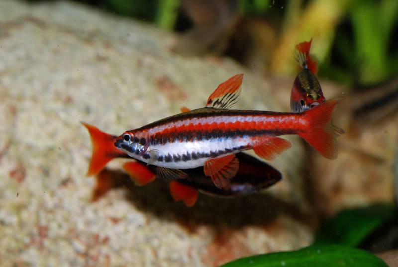 This species requires a lot of room for its size as rival males can do each other serious harm in confined spaces.