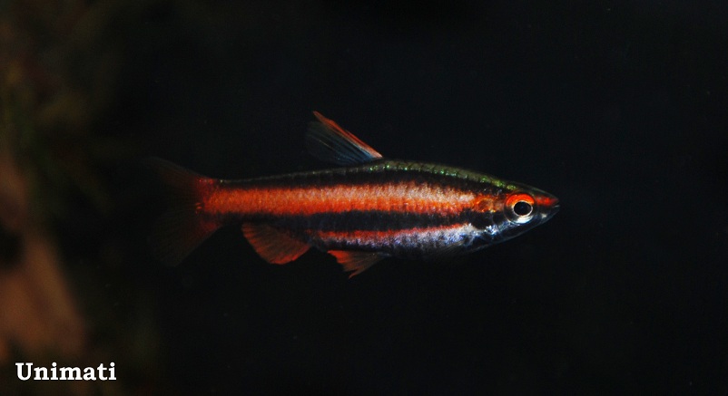 Another adult male.