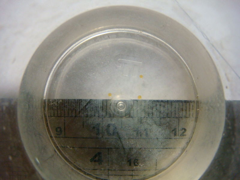 Freshly-collected eggs.