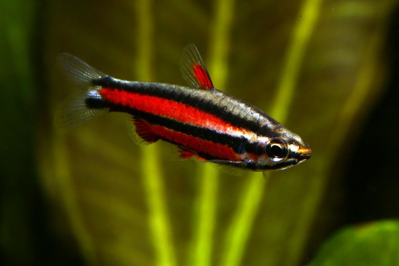 Nuptial adult male individual of N. rubrocaudatus.