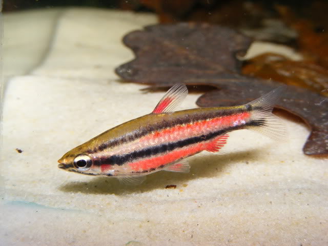 Non-nuptial adult male.