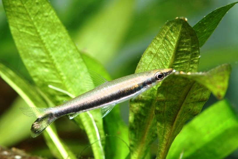 Some populations lack an ocellus in the caudal-fin, as in this individual.