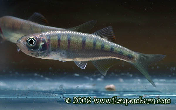 Subadult.