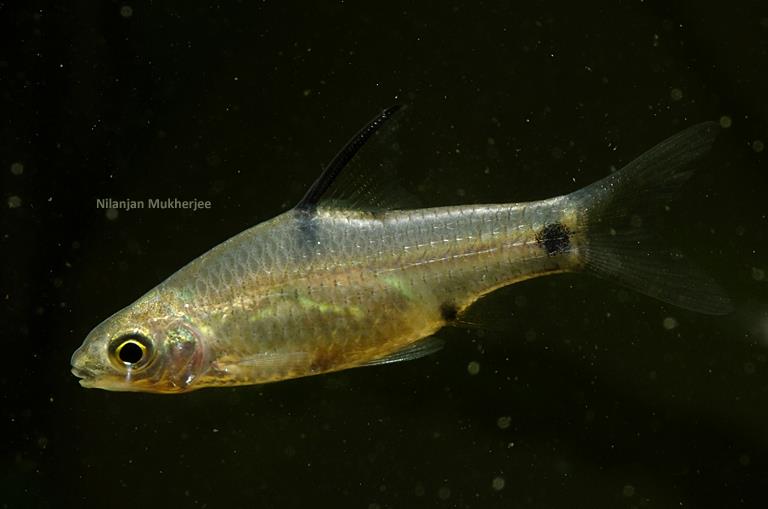'P.' guganio is likely to be placed in a new genus in the future.