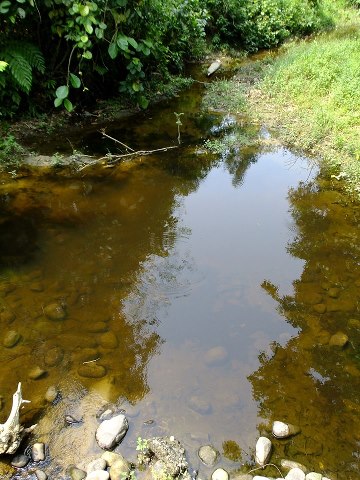 Habitat in the Buxa Tiger Reserve, West Bengal, northern India.