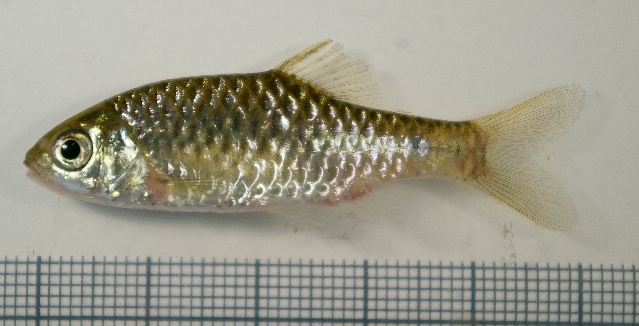 Specimen from the aquarium trade.