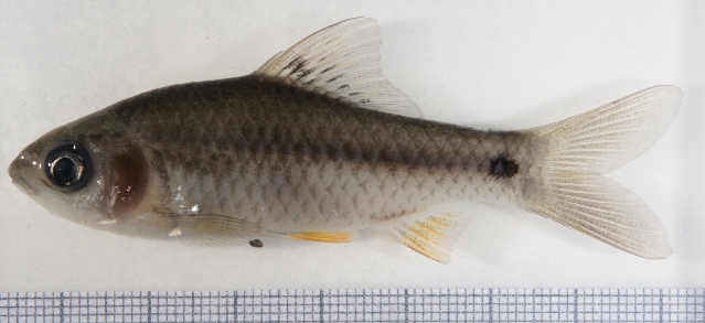 Specimen from the aquarium trade.