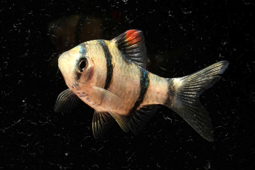 Wild specimen from the Tonlé Sap lake and river system, Cambodia.