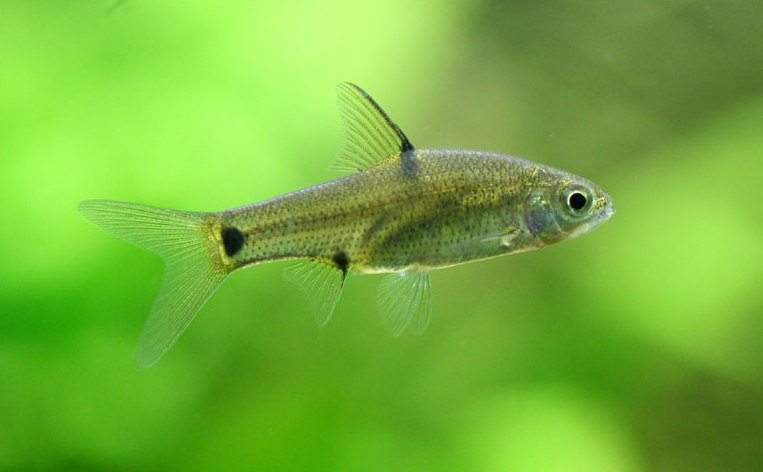 The specimens in our images were collected from Chembarambakkam Lake, Tamil Nadu state, India.