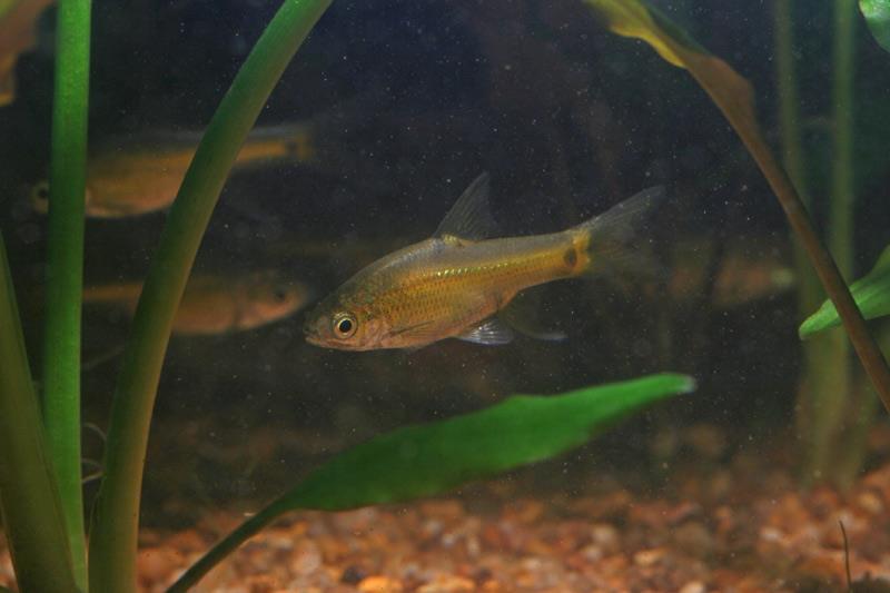 Adult male individual.