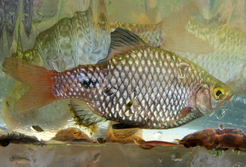 Freshly-collected, non-nuptial male specimen from Karanataka state.