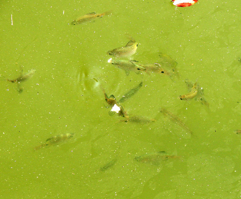 A school feeding from the surface in Karnataka state.