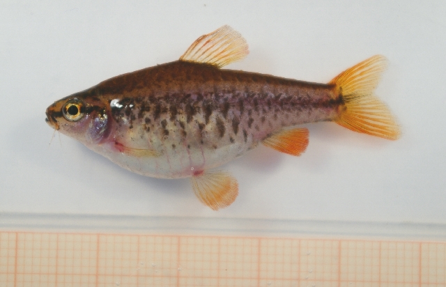 Haevily gravid female from the aquarium trade.
