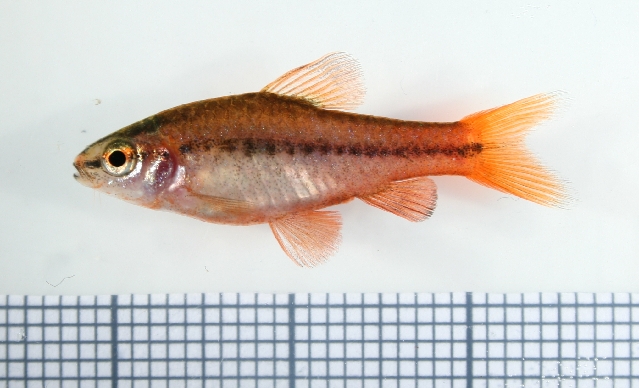 Male from the aquarium trade.