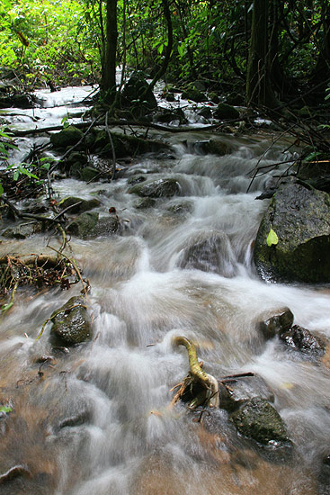 Habitat in western Thailand.