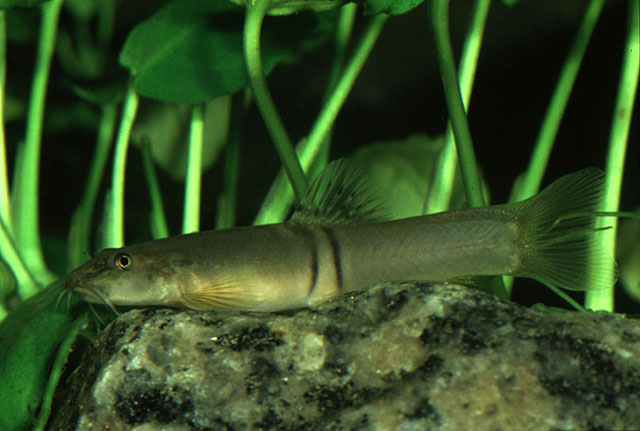 This species has two dark vertical bars below the dorsal-fin and lacks black markings at the base of the caudal-fin.