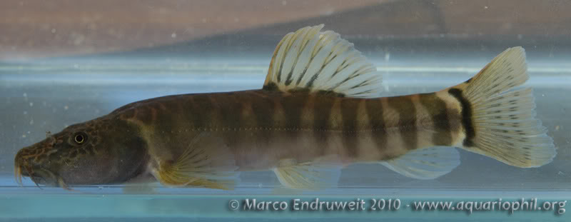 Adult male specimen.
