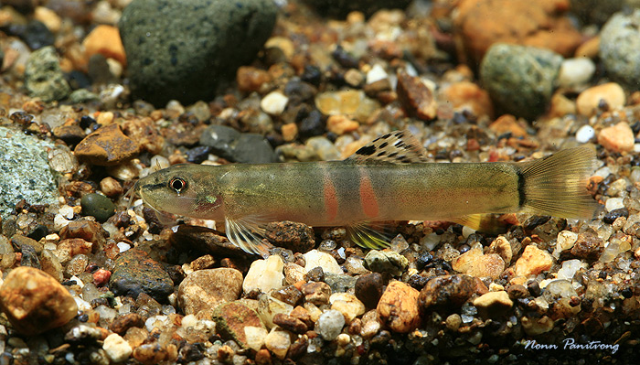 The 'real' S. balteata does not possess a dark bar at the base of the caudal-fin. Specimen collected in Ratchaburi province, western Thailand.