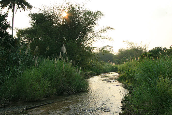 Habitat in Surat Thani province, southern Thailand.