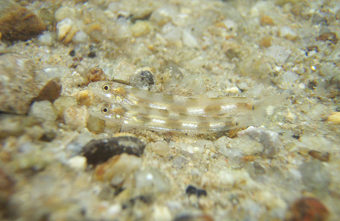 Surat Thani form in its natural habitat. It's been suggested that southern populations such as this may represent a distinct species.