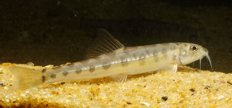 Specimen collected from the Raidak II River, Jalpaiguri district, West Bengal province, India.