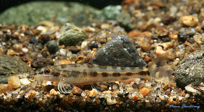 Wild-collected specimen from Lampong province, northern Thailand.