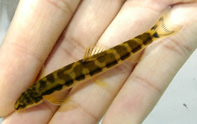 Dorsolateral view of freshly-collected individual.