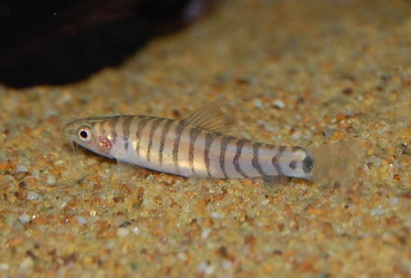 Specimen from the UK aquarium trade.