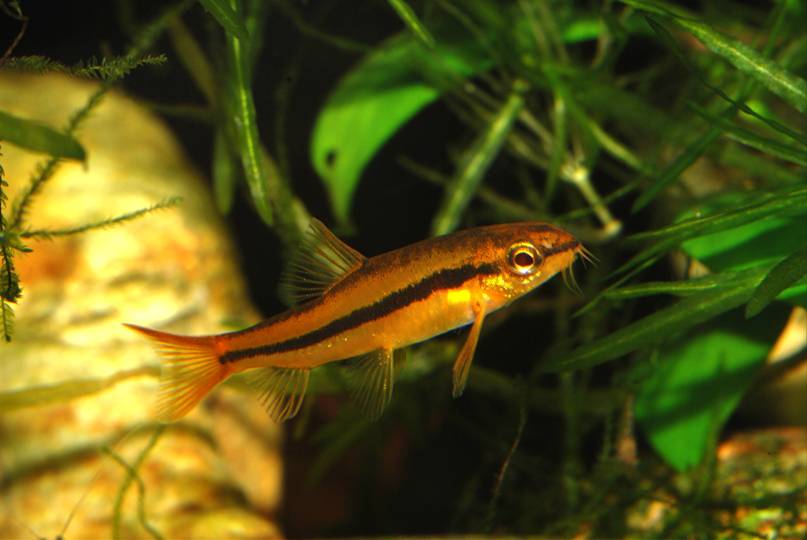 Nuptial male individual.