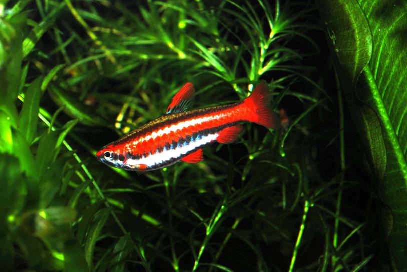 If maintaining multiple males be sure to provide plenty of cover using aquatic plants or other décor.