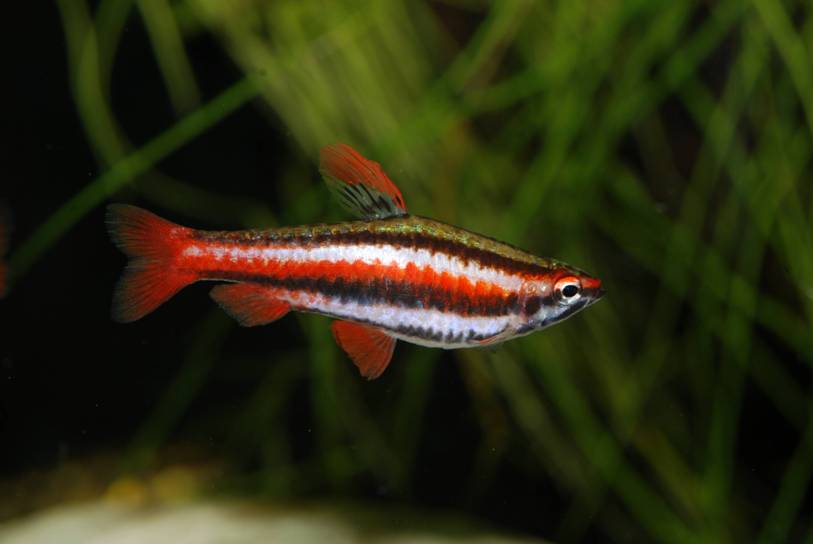 The intensity and extent of the red pigmentation in males can vary with the mood of the fish.