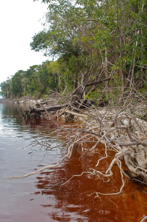 Typical habitat in the rio Negro basin with tannin-stained water and marginal tangles of tree roots.