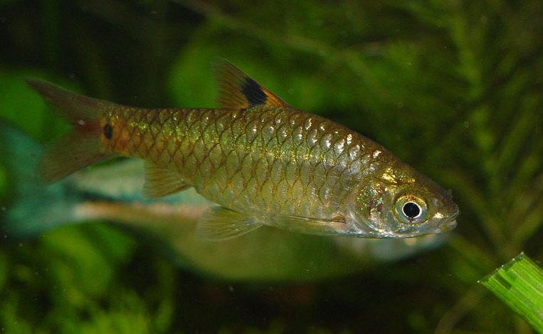 This species can be told apart from similar-looking species by the orange pigmentation in the dorsal-fin.