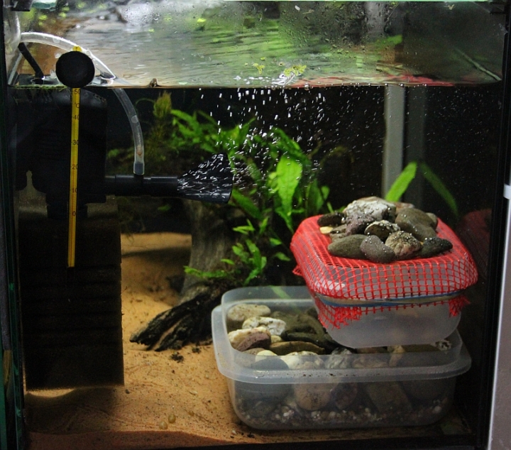 Breeding set-up for A. maculipinnis.