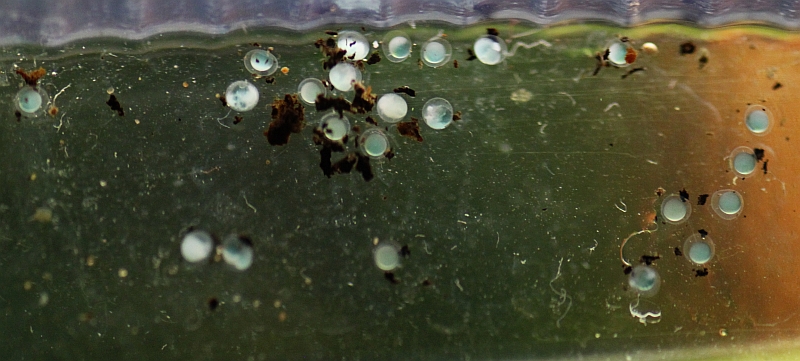 Close-up of eggs.