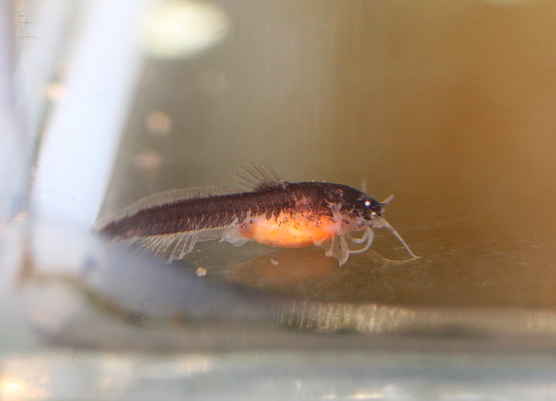 Lateral view of 10 mm juvenile. The orange mass in the stomach is Artemia nauplii.