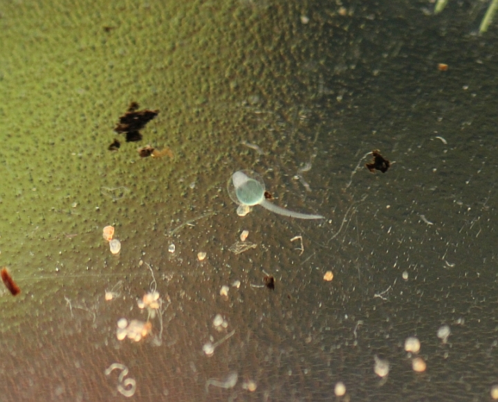 Newly-hatched fry following an incubation period of 3 days at 24°C/75.2°F.