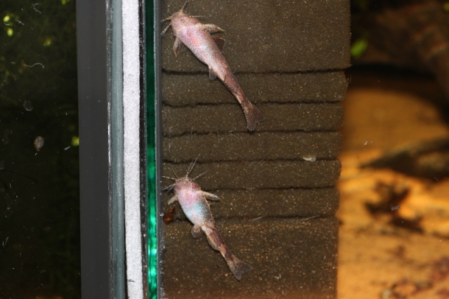 Adult pair, female below. Note the bluish eggs visible through the skin.