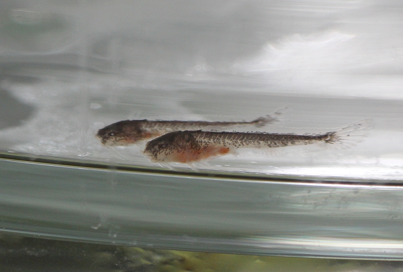 The fry in front is 11 days of age, the one behind just one day younger, but there is a discernible size difference.