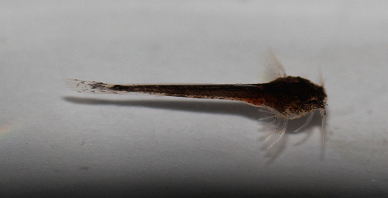 Dorsal view of juvenile; approximately 10 mm TL.