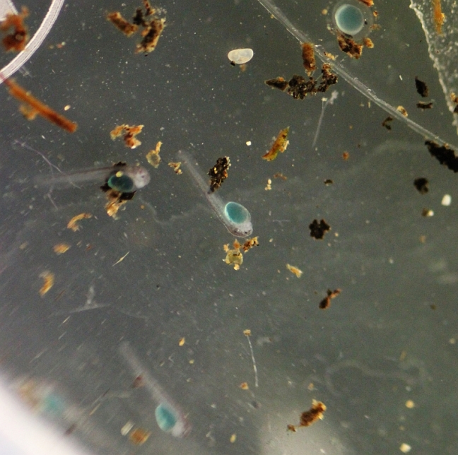 Fry with yolk sac 24 hours post-hatching. The yolk does appear blue in life.