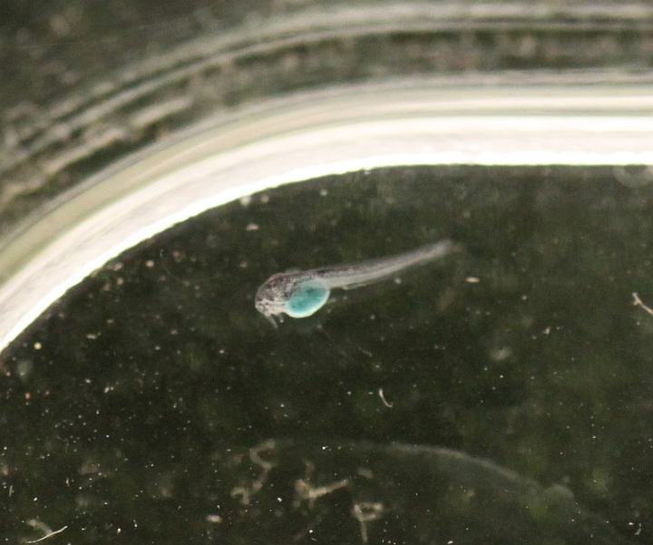 Fry with yolk sac, 48 hours post-hatching.