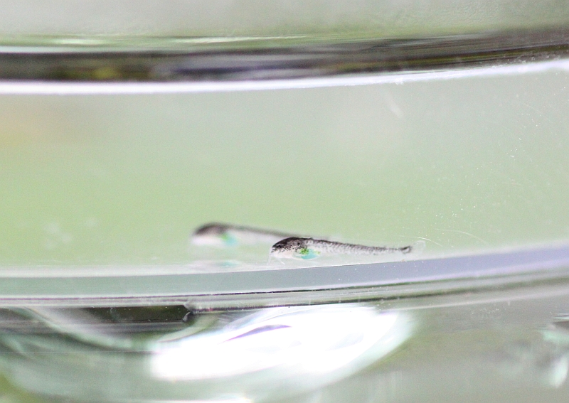 After 5 days only a little yolk remains and the fry are already feeding on small live foods.