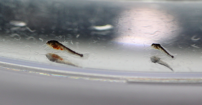 These fry are 8 (specimen on right) and 9 (specimen on left) days old, respectively, and have absorbed all the yolk.