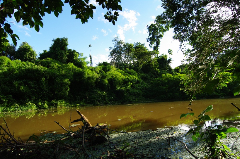 Habitat in the Río Beni system, Bolivia.